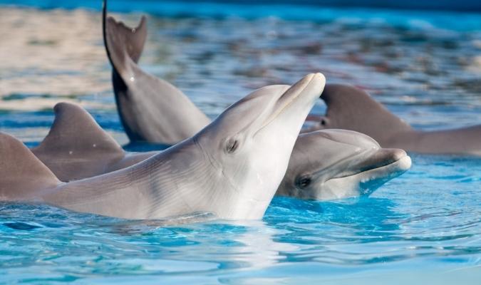 marineland antibes